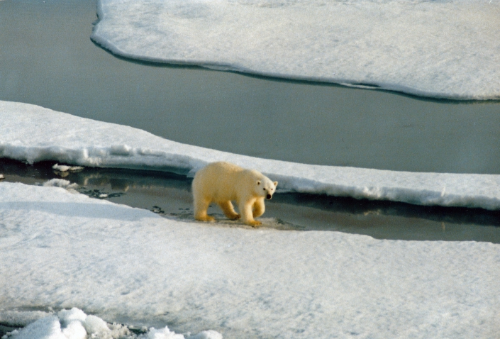 Polar bear